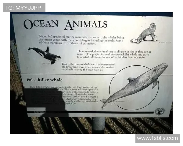 伦敦中国与澳大利亚的文化碰撞与交流之旅探索